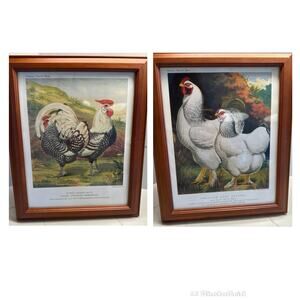Pair of Framed Cassell's Poultry Book Silver Spangled American Light Chickens